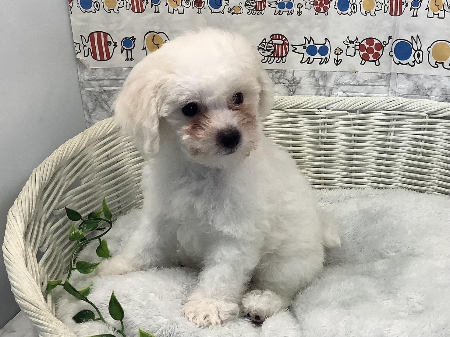 奈良県のビションフリーゼ (マルエスペット いかるが店/2025年7月5日生まれ/男の子/ホワイト)の子犬の3枚目の画像