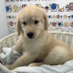 奈良県のゴールデンレトリバー (マルエスペット いかるが店/2025年7月4日生まれ/女の子/ゴールデン)の子犬の3枚目の画像