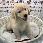 奈良県のゴールデンレトリバー (マルエスペット いかるが店/2025年7月4日生まれ/女の子/ゴールデン)の子犬の2枚目の画像