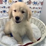 奈良県のゴールデンレトリバー (マルエスペット いかるが店/2025年7月4日生まれ/女の子/ゴールデン)の子犬の1枚目の画像
