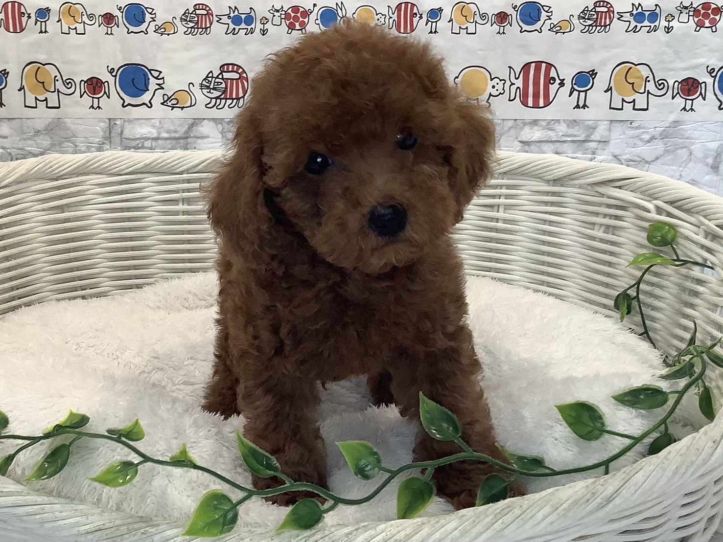 奈良県のトイプードル(トイ) (ペットアミ生駒店/2025年7月7日生まれ/男の子/レッド)の子犬の1枚目の画像