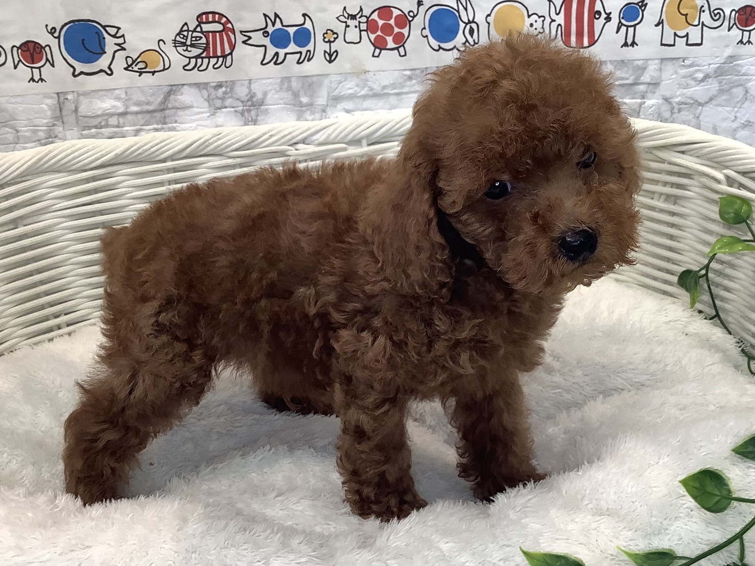 奈良県のトイプードル(トイ) (ペットアミ生駒店/2025年7月7日生まれ/男の子/レッド)の子犬の2枚目の画像