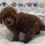 奈良県のトイプードル(トイ) (ペットアミ生駒店/2025年7月7日生まれ/男の子/レッド)の子犬の3枚目の画像