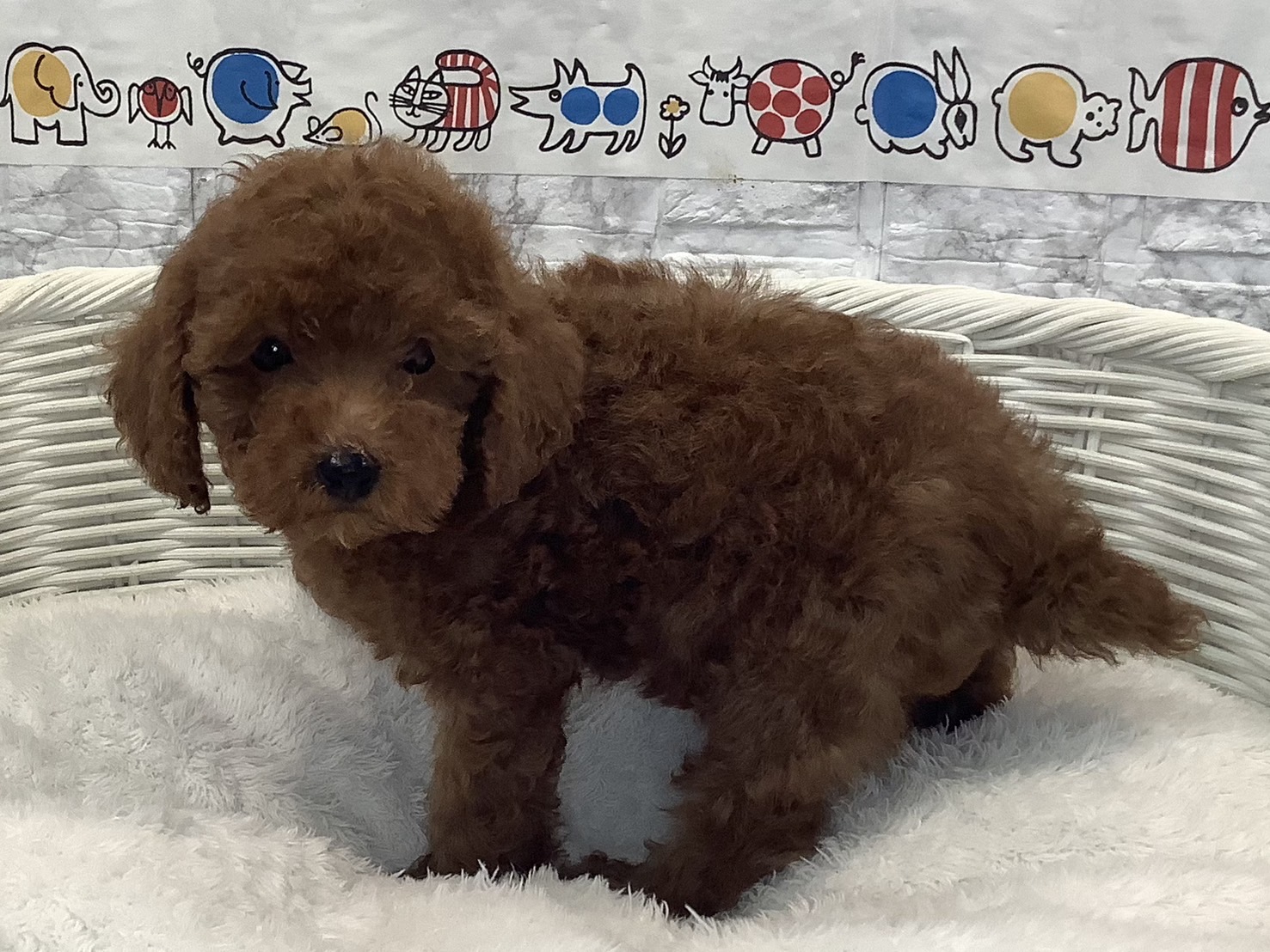 奈良県のトイプードル(トイ) (ペットアミ生駒店/2025年7月7日生まれ/男の子/レッド)の子犬の3枚目の画像