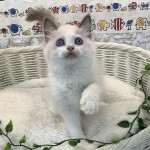 静岡県のラグドール (マルエスペット清水駒越店/2025年6月21日生まれ/男の子/ブルーポイントバイカラー)の子猫の1枚目の画像