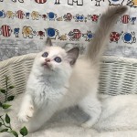 静岡県のラグドール (マルエスペット清水駒越店/2025年6月21日生まれ/男の子/ブルーポイントバイカラー)の子猫の3枚目の画像