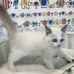 静岡県のラグドール (マルエスペット清水駒越店/2025年6月21日生まれ/男の子/ブルーポイントバイカラー)の子猫の2枚目の画像