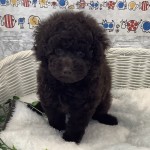 奈良県のミニチュアプードル (マルエスペット いかるが店/2025年6月30日生まれ/男の子/ブラウン)の子犬の1枚目の画像