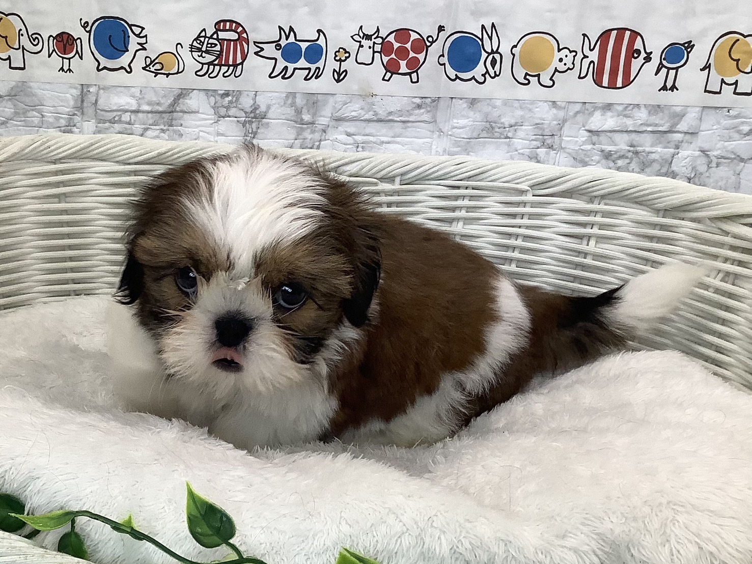 奈良県のシーズー (ペットアミ生駒店/2025年7月13日生まれ/男の子/ホワイトゴールド)の子犬の3枚目の画像