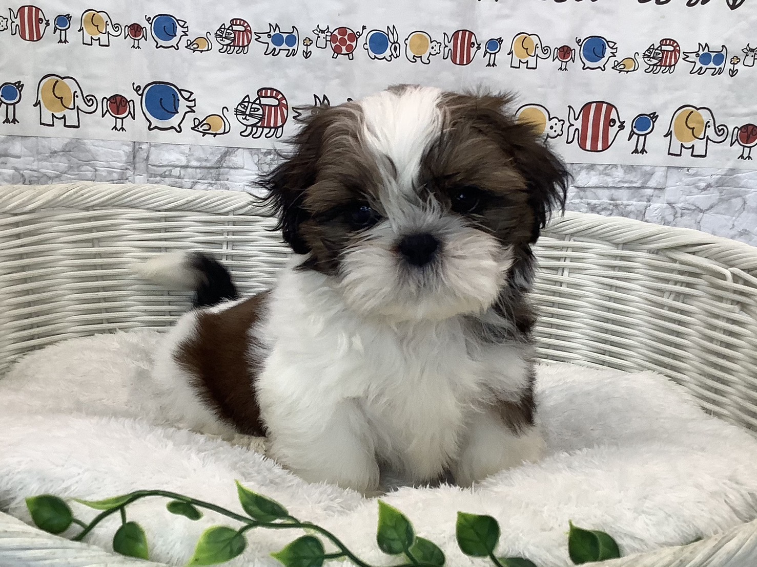 奈良県のシーズー (ペットアミ生駒店/2025年7月13日生まれ/男の子/ホワイトゴールド)の子犬の2枚目の画像