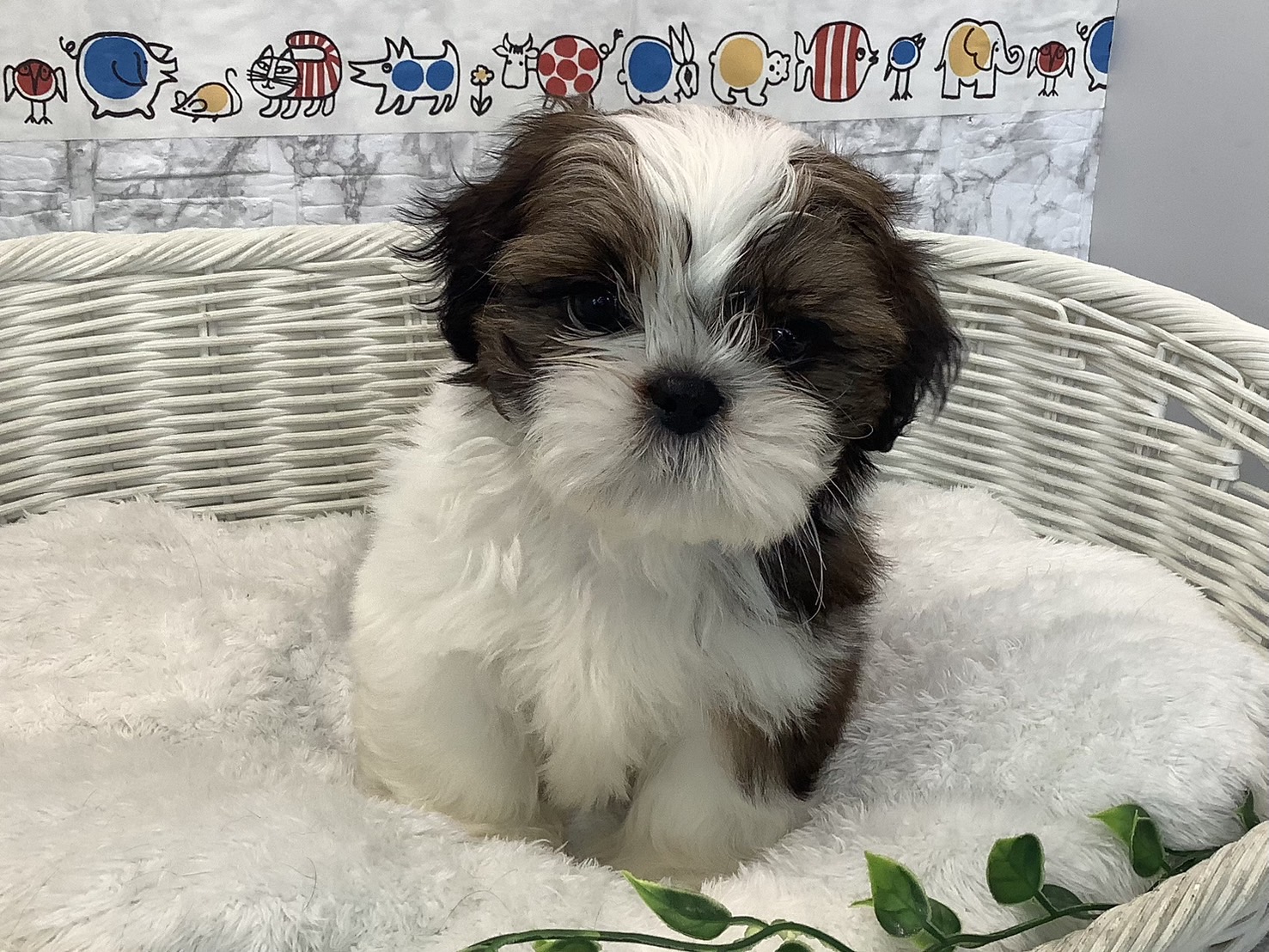 奈良県のシーズー (ペットアミ生駒店/2025年7月13日生まれ/男の子/ホワイトゴールド)の子犬の1枚目の画像
