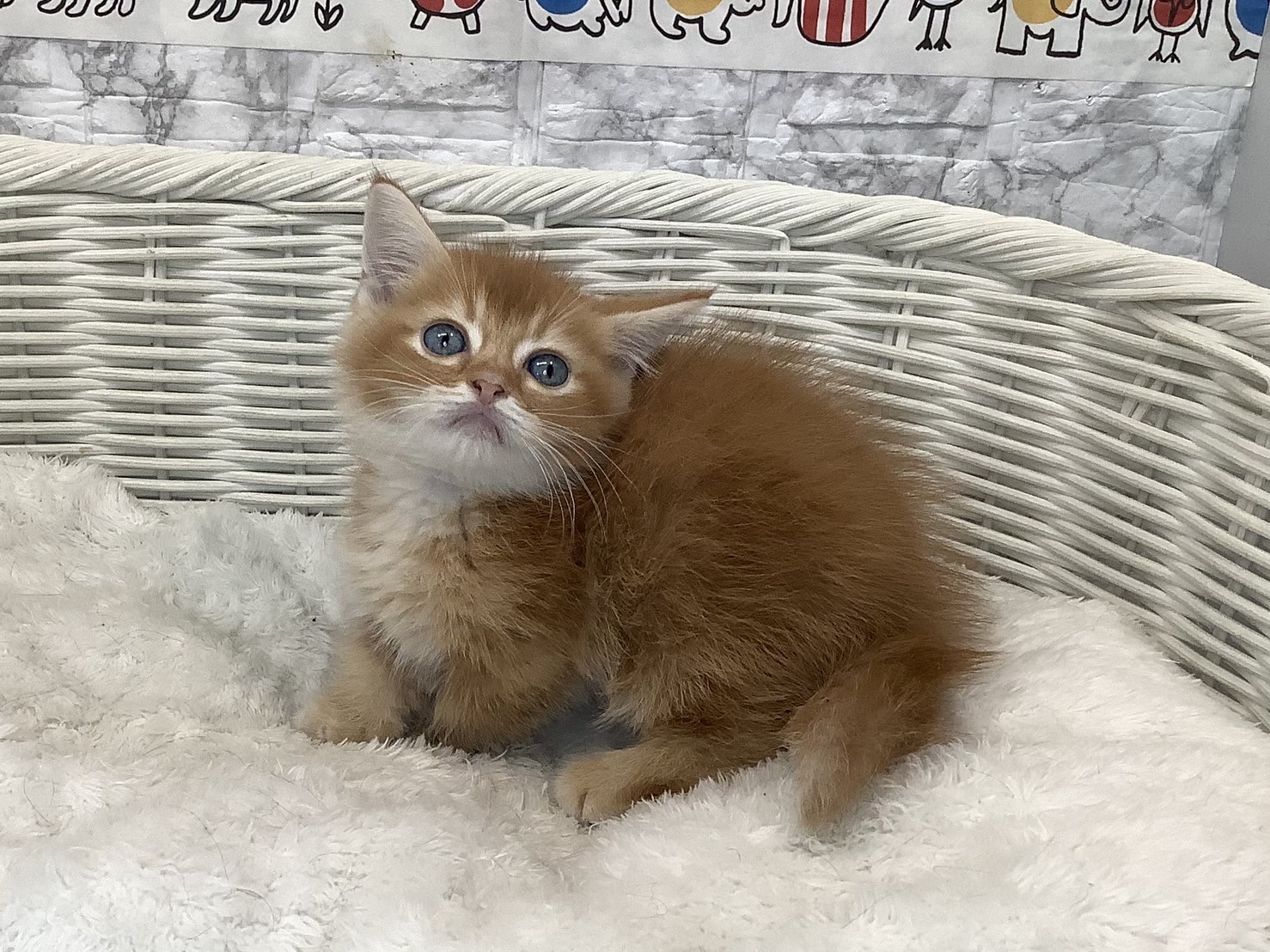 奈良県のミヌエット (マルエスペット はんな店/2025年7月13日生まれ/男の子/レッドタビー)の子猫の3枚目の画像