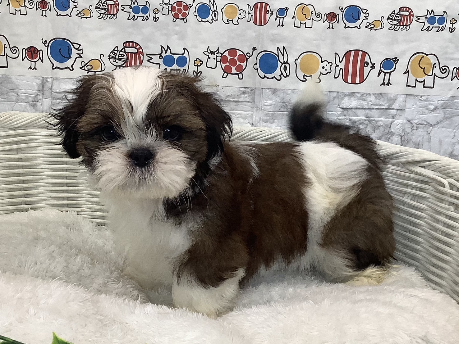 奈良県のシーズー (ペットアミ生駒店/2025年7月13日生まれ/男の子/ホワイトゴールド)の子犬の3枚目の画像
