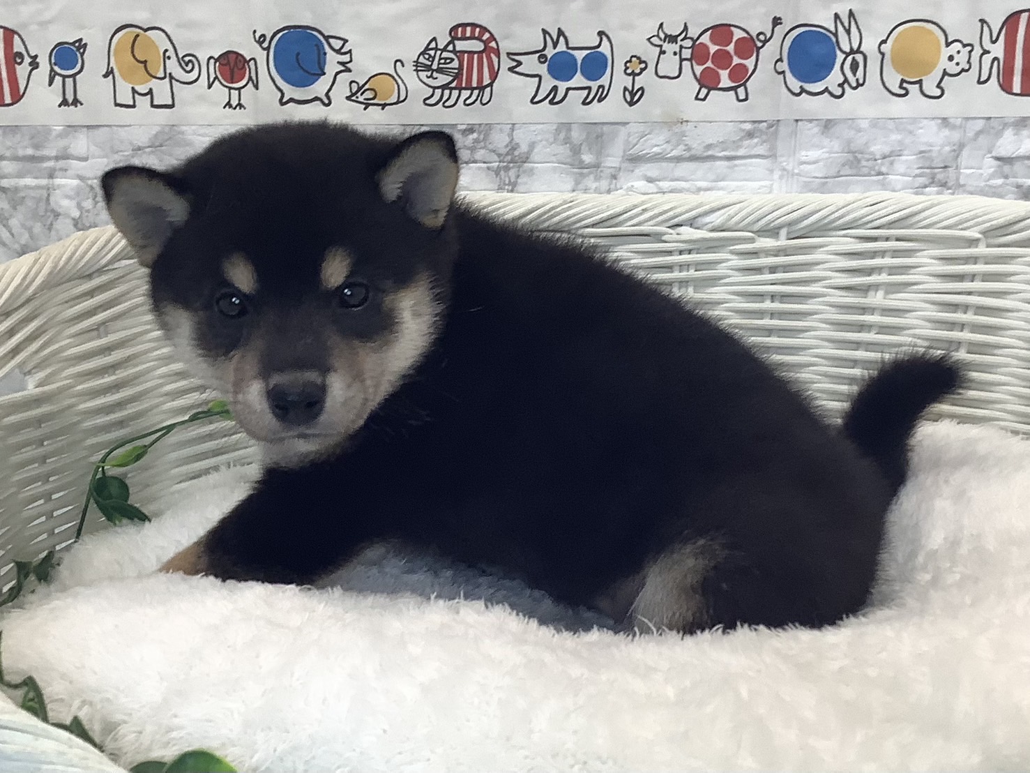 神奈川県の柴犬(標準サイズ) (マルエスペット相模大野店/2025年7月21日生まれ/男の子/黒)の子犬の3枚目の画像