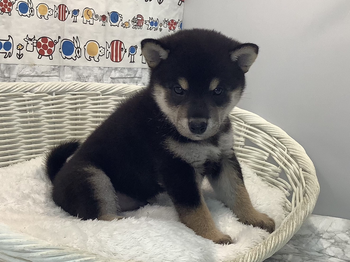 神奈川県の柴犬(標準サイズ) (マルエスペット相模大野店/2025年7月21日生まれ/男の子/黒)の子犬の2枚目の画像