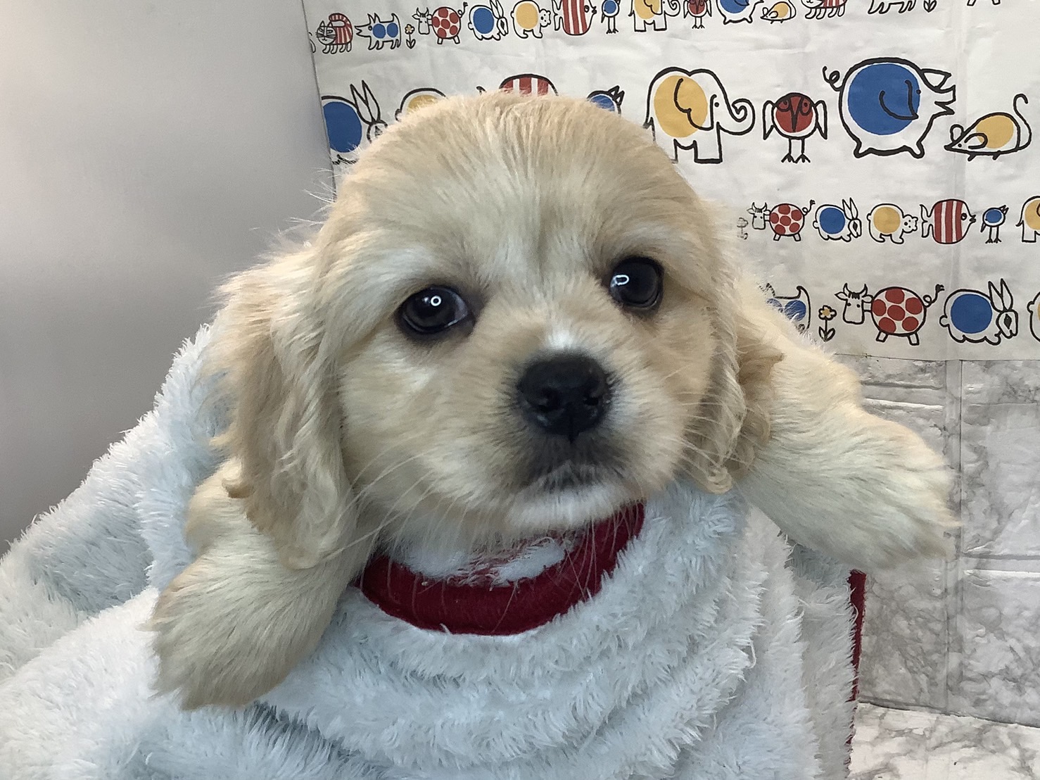 千葉県のハーフ犬・ミックス犬 (マルエスペット千鳥町店/2025年7月27日生まれ/男の子/クリーム)の子犬の3枚目の画像