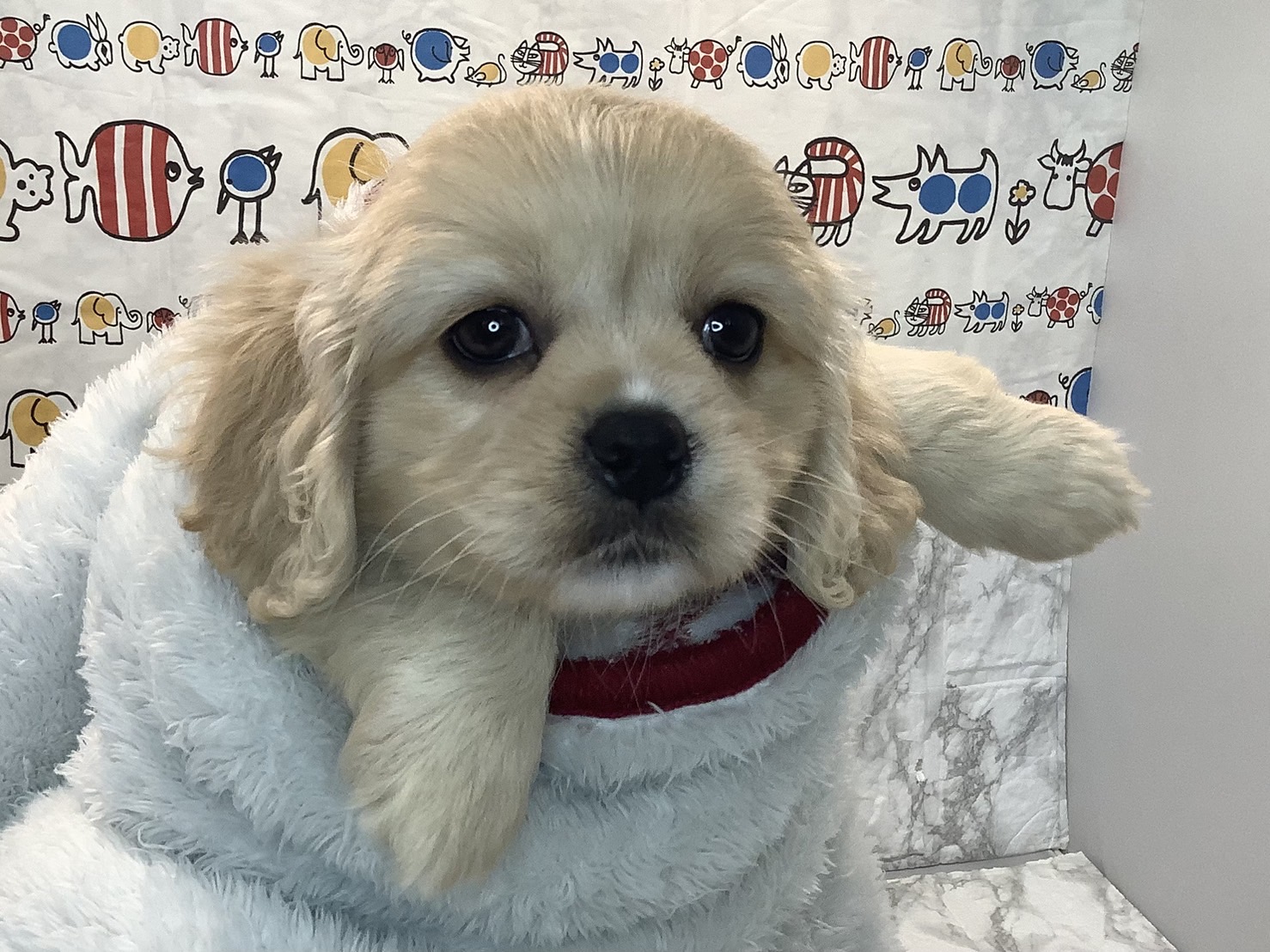 千葉県のハーフ犬・ミックス犬 (マルエスペット千鳥町店/2025年7月27日生まれ/男の子/クリーム)の子犬の2枚目の画像