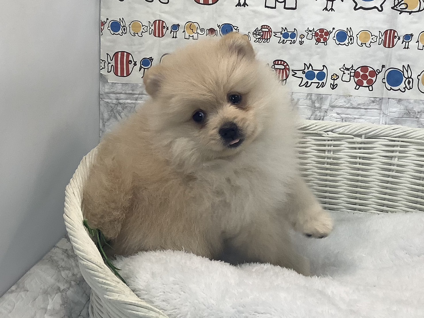 静岡県のポメラニアン (マルエスペット御殿場店/2025年7月25日生まれ/男の子/クリーム)の子犬の2枚目の画像