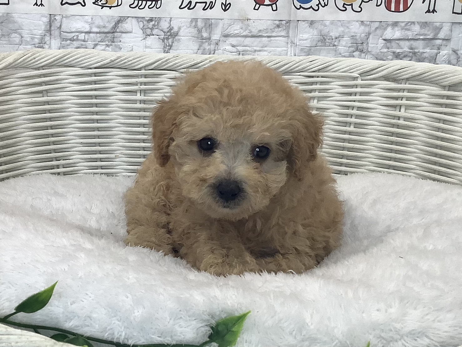奈良県のトイプードル(トイ) (マルエスペット 押熊店/2025年7月27日生まれ/女の子/クリーム)の子犬の1枚目の画像