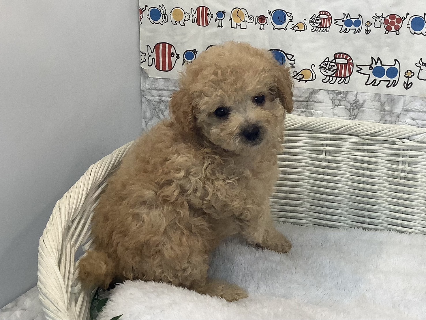 奈良県のトイプードル(トイ) (マルエスペット 押熊店/2025年7月27日生まれ/女の子/クリーム)の子犬の2枚目の画像