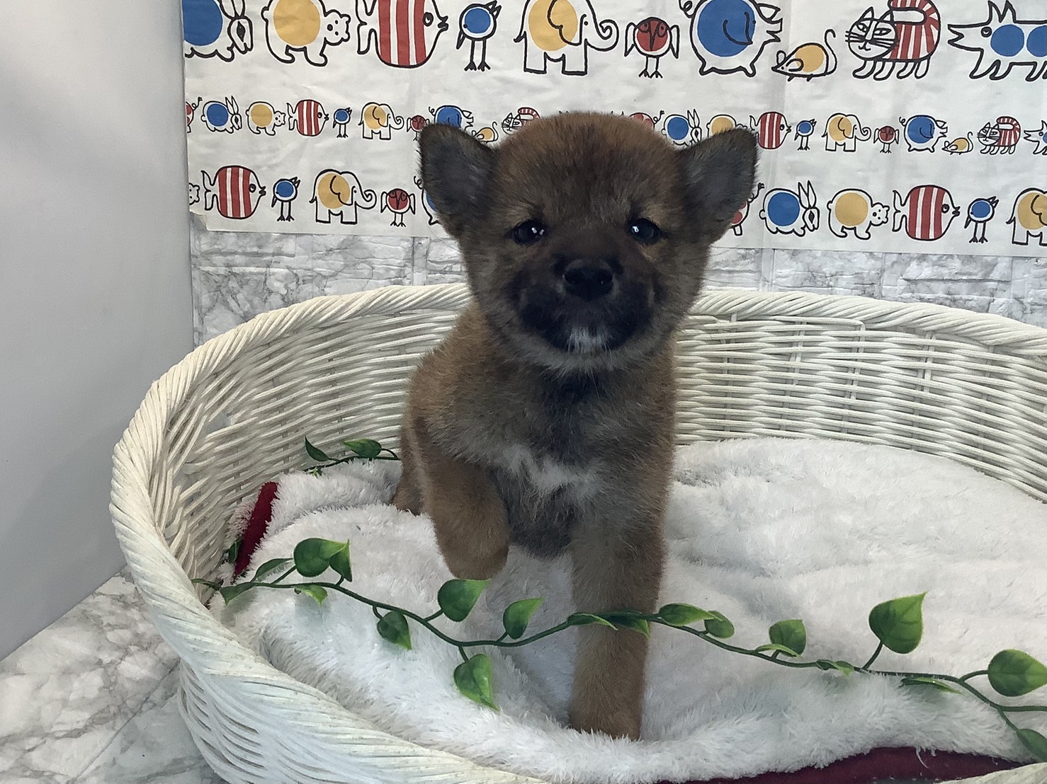 奈良県の柴犬(標準サイズ) (マルエスペット はんな店/2025年7月28日生まれ/女の子/赤)の子犬の1枚目の画像