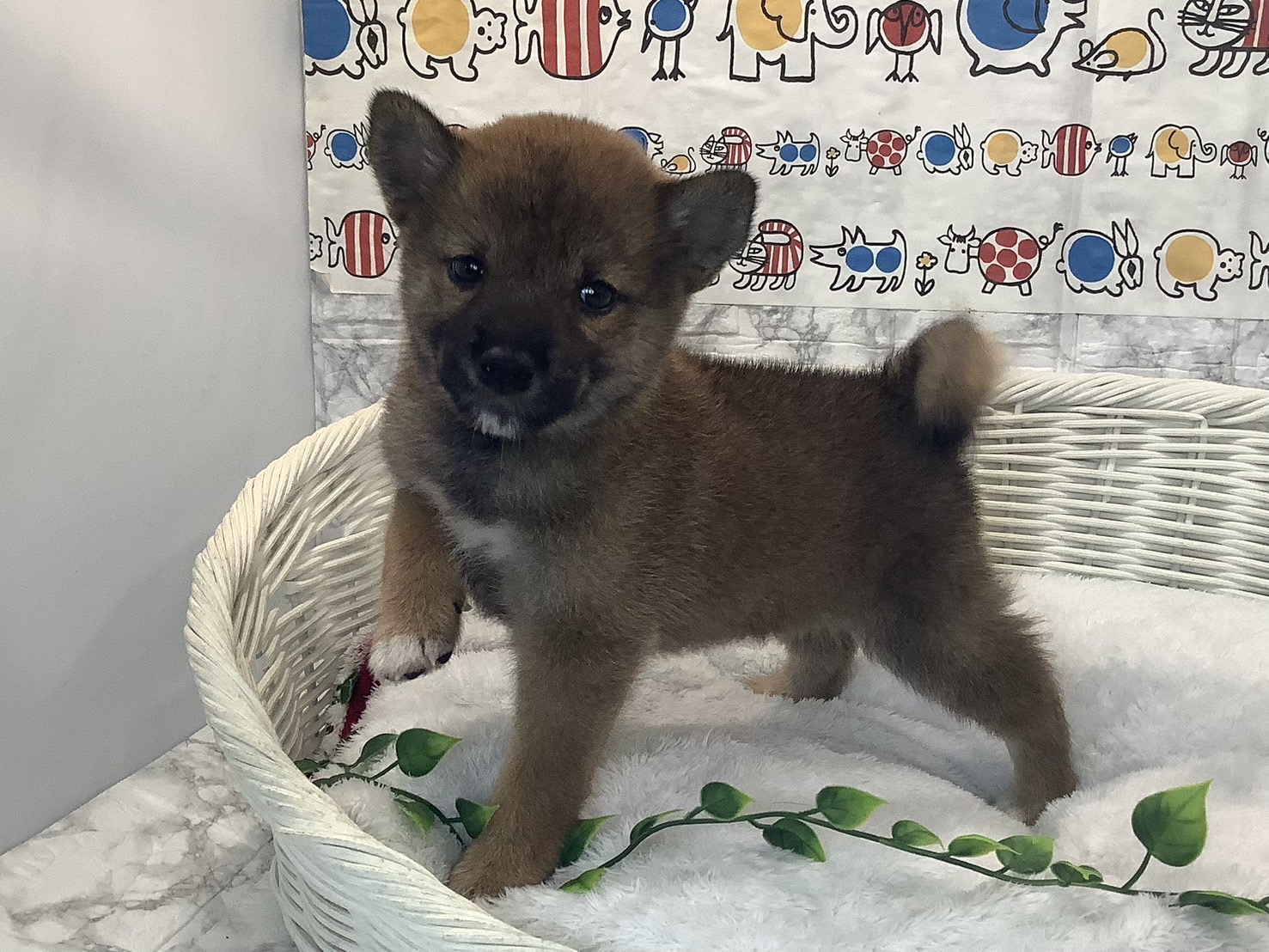 奈良県の柴犬(標準サイズ) (マルエスペット はんな店/2025年7月28日生まれ/女の子/赤)の子犬の3枚目の画像