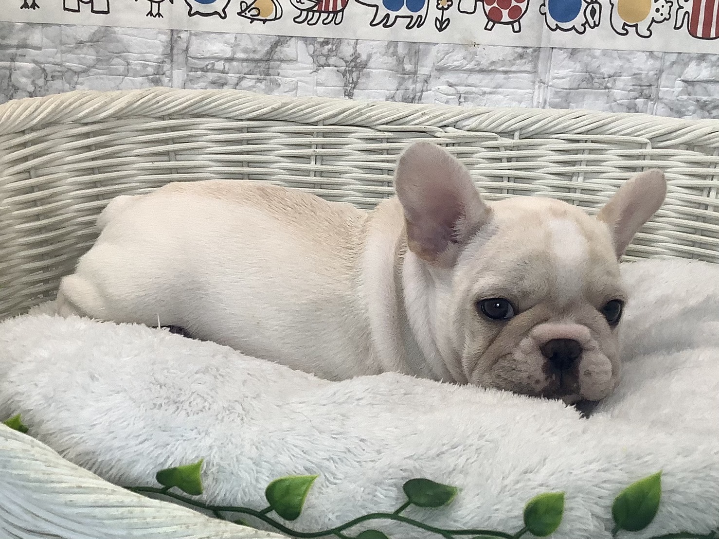 奈良県のフレンチブルドッグ (マルエスペット 富雄店/2025年7月27日生まれ/男の子/クリーム)の子犬の2枚目の画像
