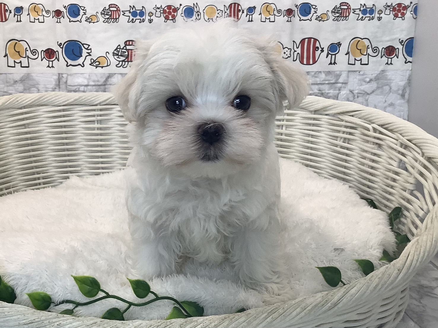 奈良県のマルチーズ (マルエスペット 富雄店/2025年7月26日生まれ/女の子/ホワイト)の子犬の1枚目の画像