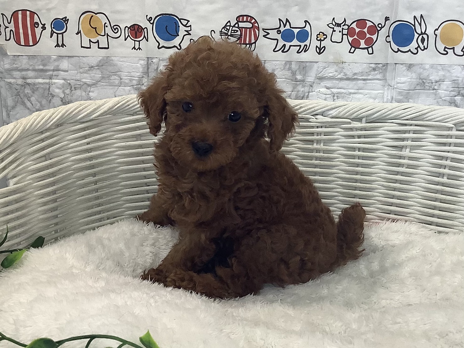 奈良県のトイプードル(トイ) (マルエスペット 奈良店/2025年7月26日生まれ/女の子/レッド)の子犬の3枚目の画像