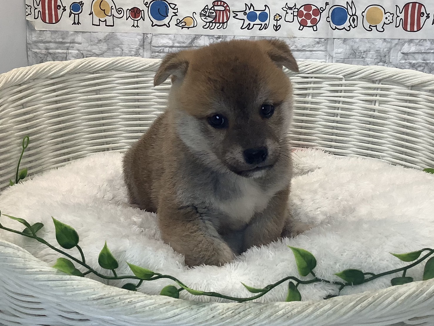 奈良県の柴犬(標準サイズ) (マルエスペット 富雄店/2025年7月27日生まれ/男の子/赤)の子犬の1枚目の画像