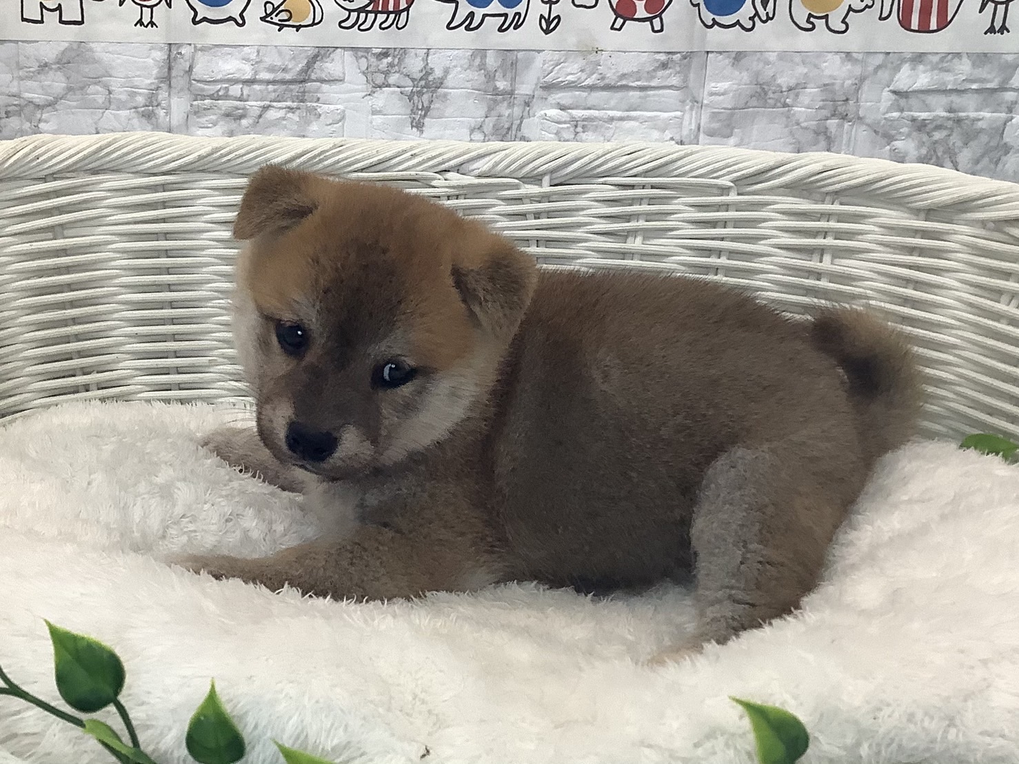 奈良県の柴犬(標準サイズ) (マルエスペット 富雄店/2025年7月27日生まれ/男の子/赤)の子犬の3枚目の画像
