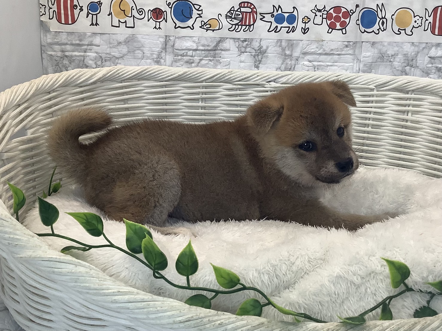 奈良県の柴犬(標準サイズ) (マルエスペット 富雄店/2025年7月27日生まれ/男の子/赤)の子犬の2枚目の画像