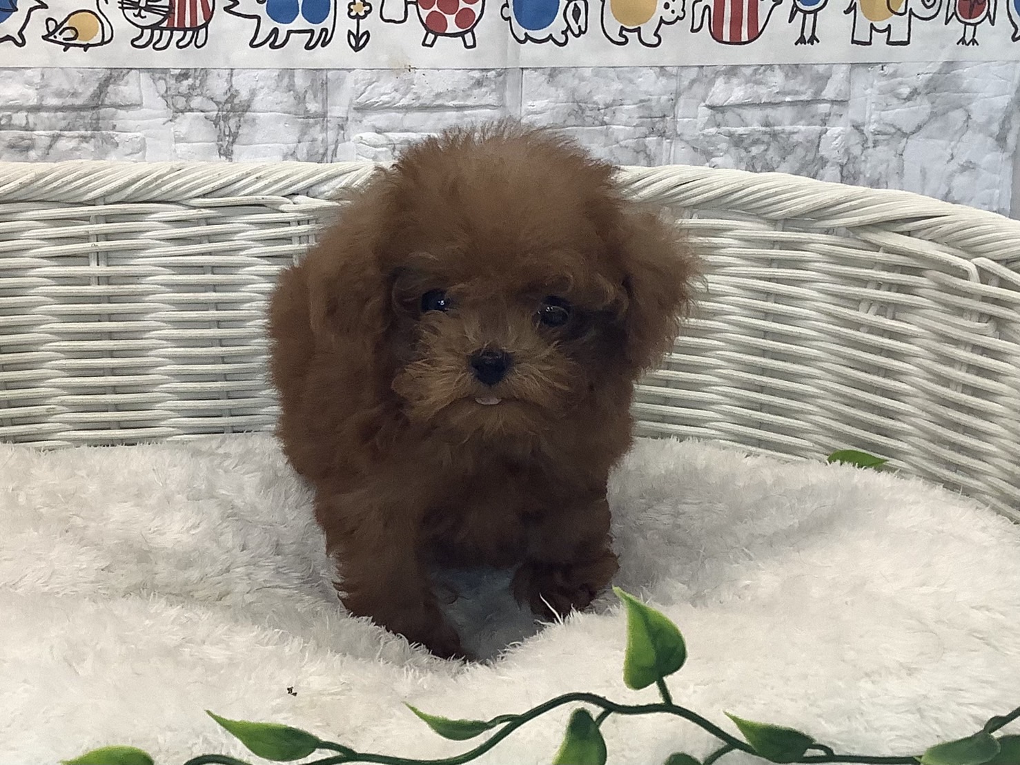 奈良県のトイプードル(トイ) (マルエスペット はんな店/2025年7月25日生まれ/男の子/レッド)の子犬の1枚目の画像