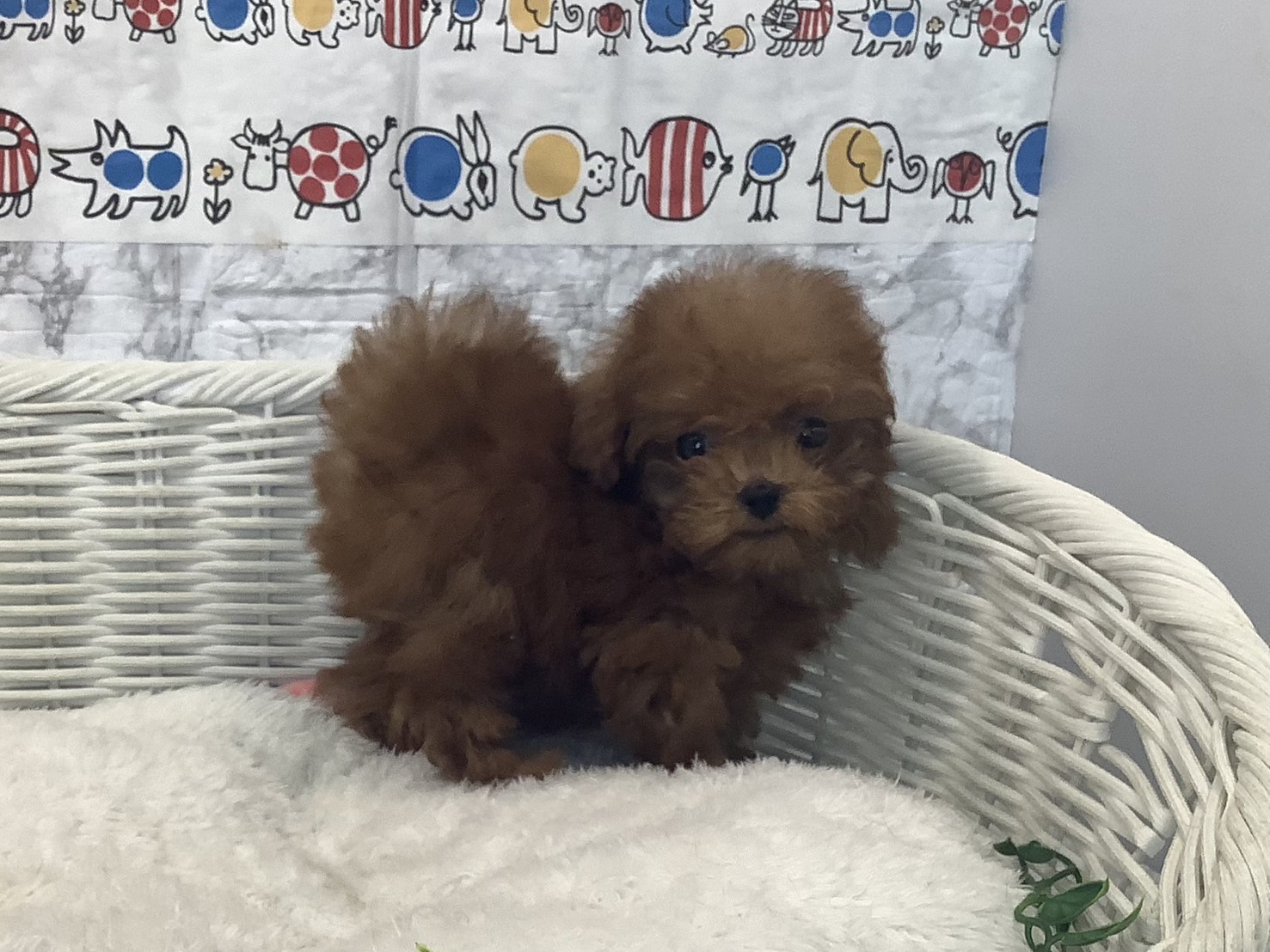 奈良県のトイプードル(トイ) (マルエスペット はんな店/2025年7月25日生まれ/男の子/レッド)の子犬の2枚目の画像