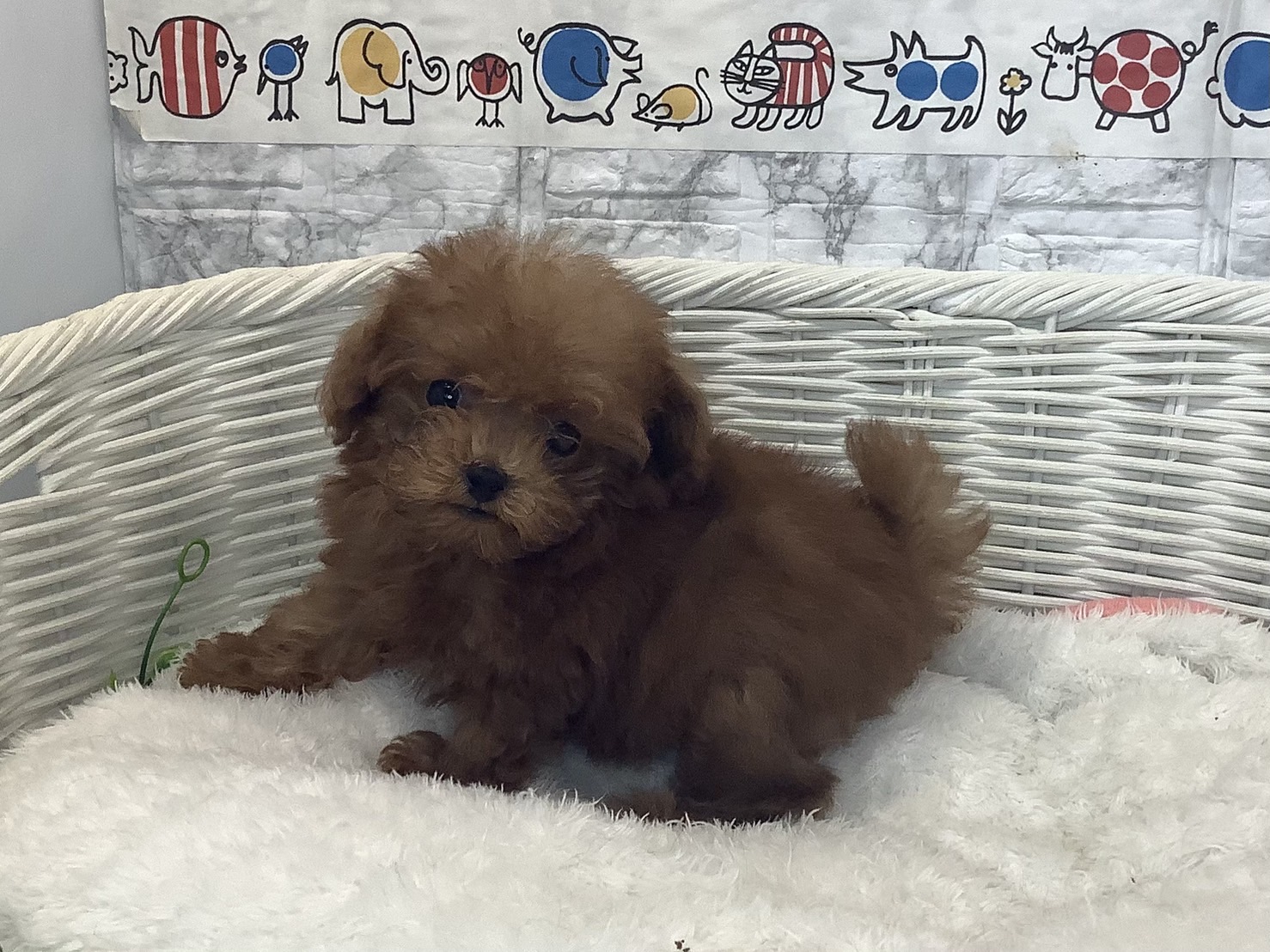 奈良県のトイプードル(トイ) (マルエスペット はんな店/2025年7月25日生まれ/男の子/レッド)の子犬の3枚目の画像