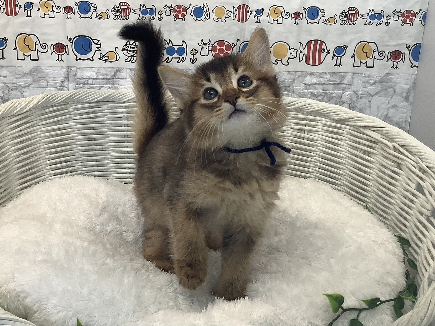 静岡県のソマリ (マルエスペットホームアシスト店/2025年7月28日生まれ/男の子/ルディ)の子猫の1枚目の画像