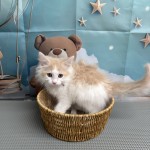 千葉県のハーフ (マルエスペット千鳥町店/2025年7月5日生まれ/男の子/クリームタビーホワイト)の子猫の2枚目の画像