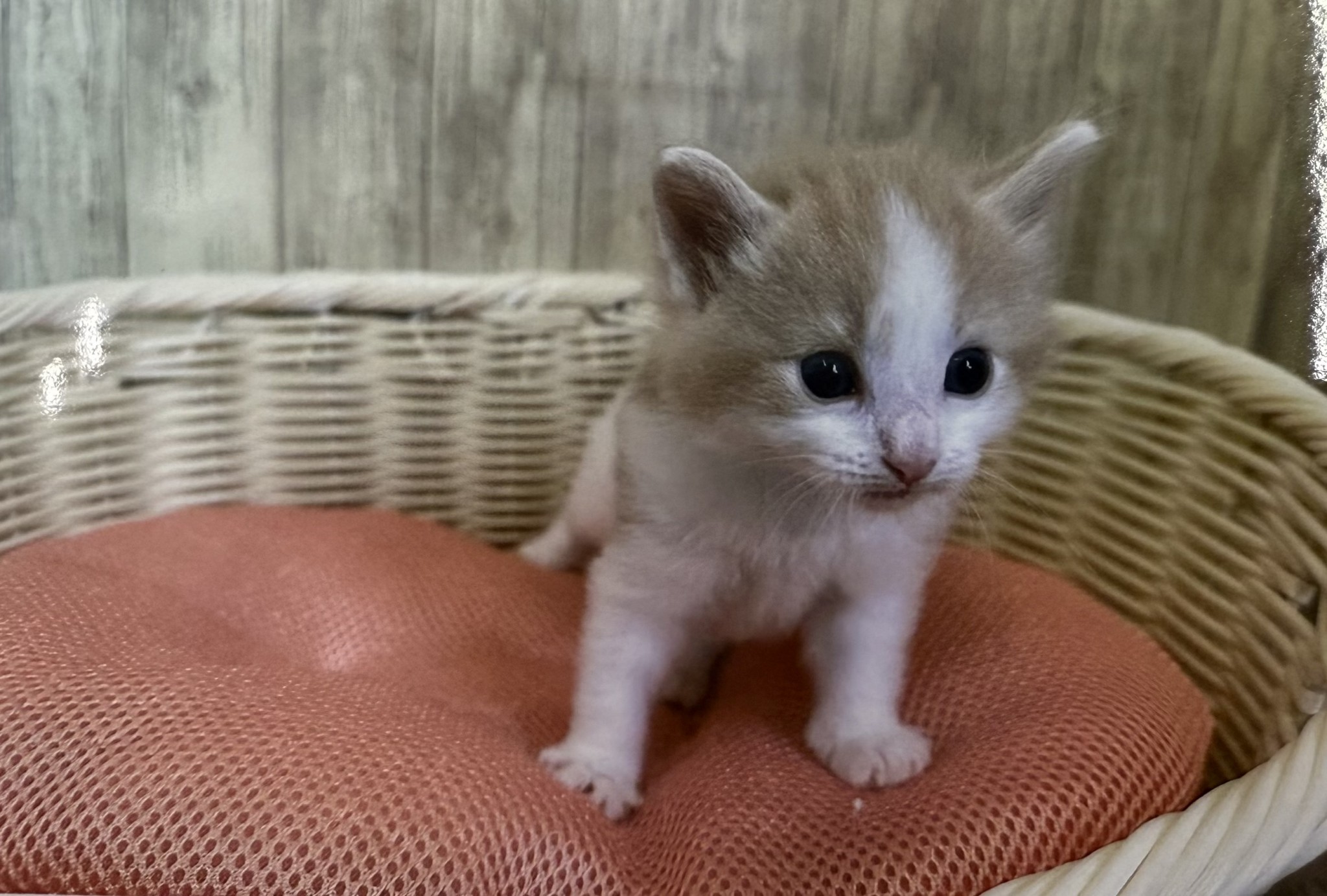 静岡県のノルウェージャンフォレストキャット (マルエスペット御殿場店/2025年7月7日生まれ/男の子/クリームタビーホワイト)の子猫の1枚目の画像