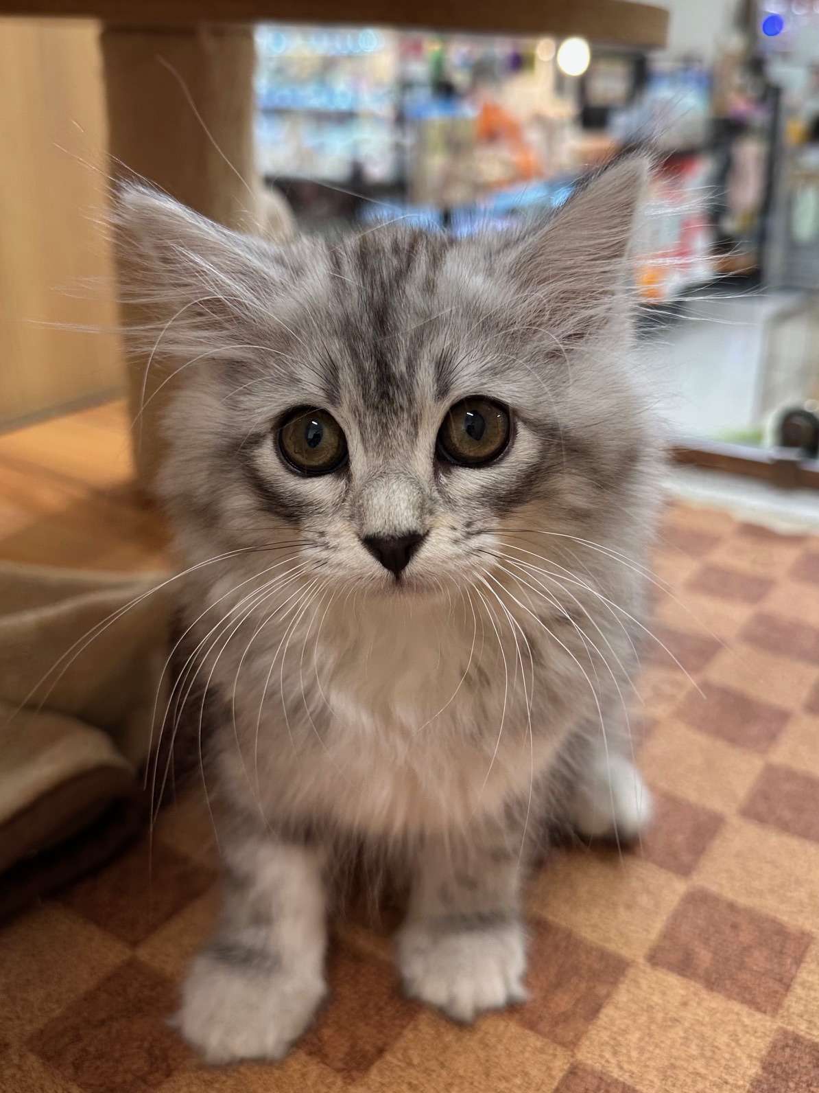 静岡県のサイベリアン (マルエスペット富士見台店/2025年7月6日生まれ/男の子/シルバーマッカレルタビー)の子猫の1枚目の画像