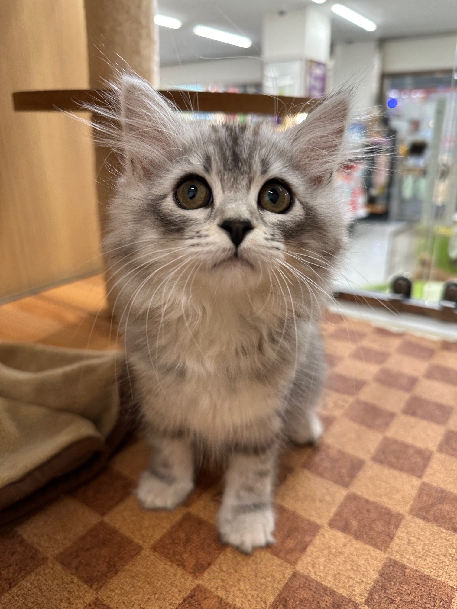 静岡県のサイベリアン (マルエスペット富士見台店/2025年7月6日生まれ/男の子/シルバーマッカレルタビー)の子猫の2枚目の画像
