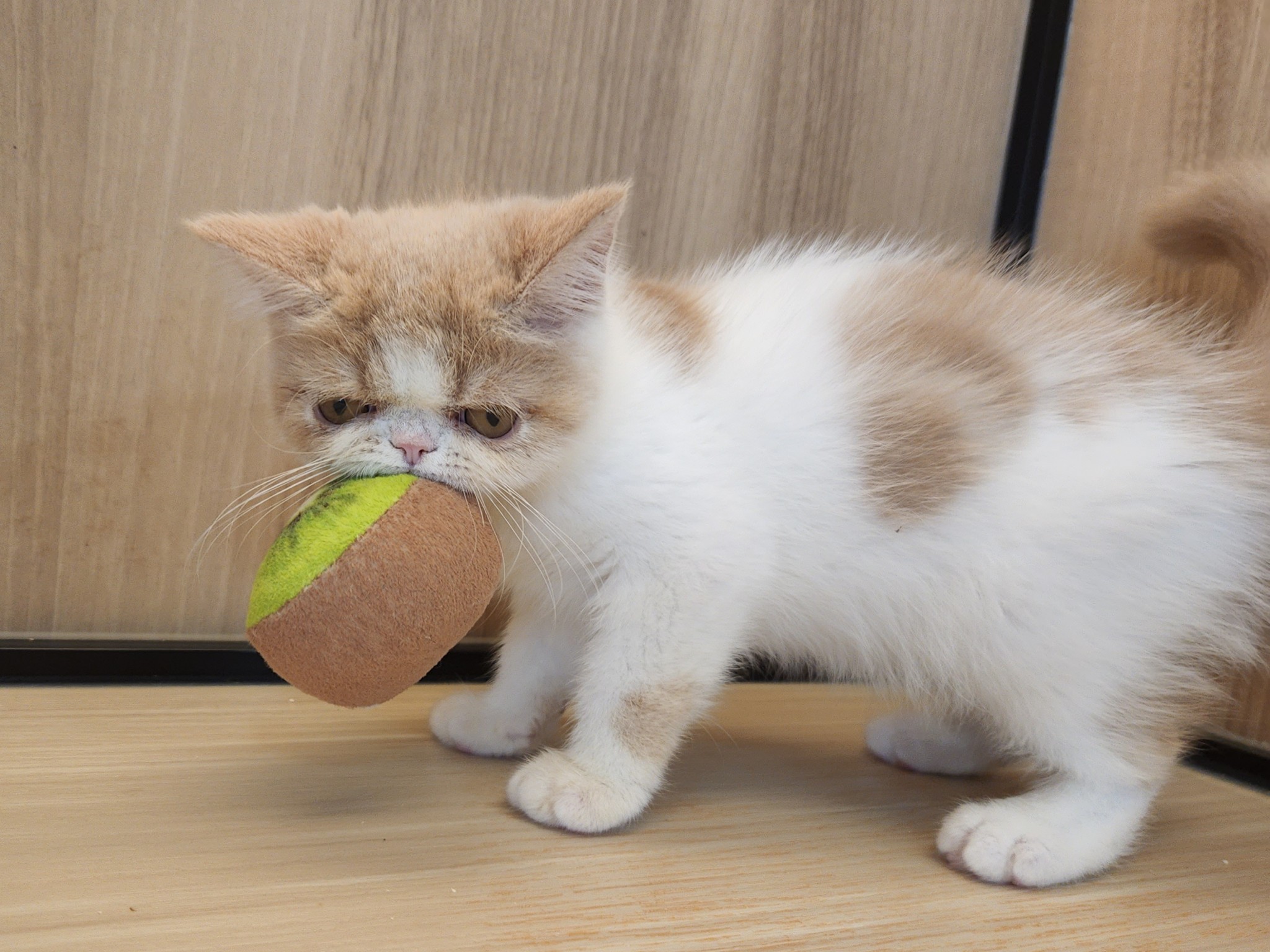 2025年7月5日生まれのエキゾチックの5枚目の写真