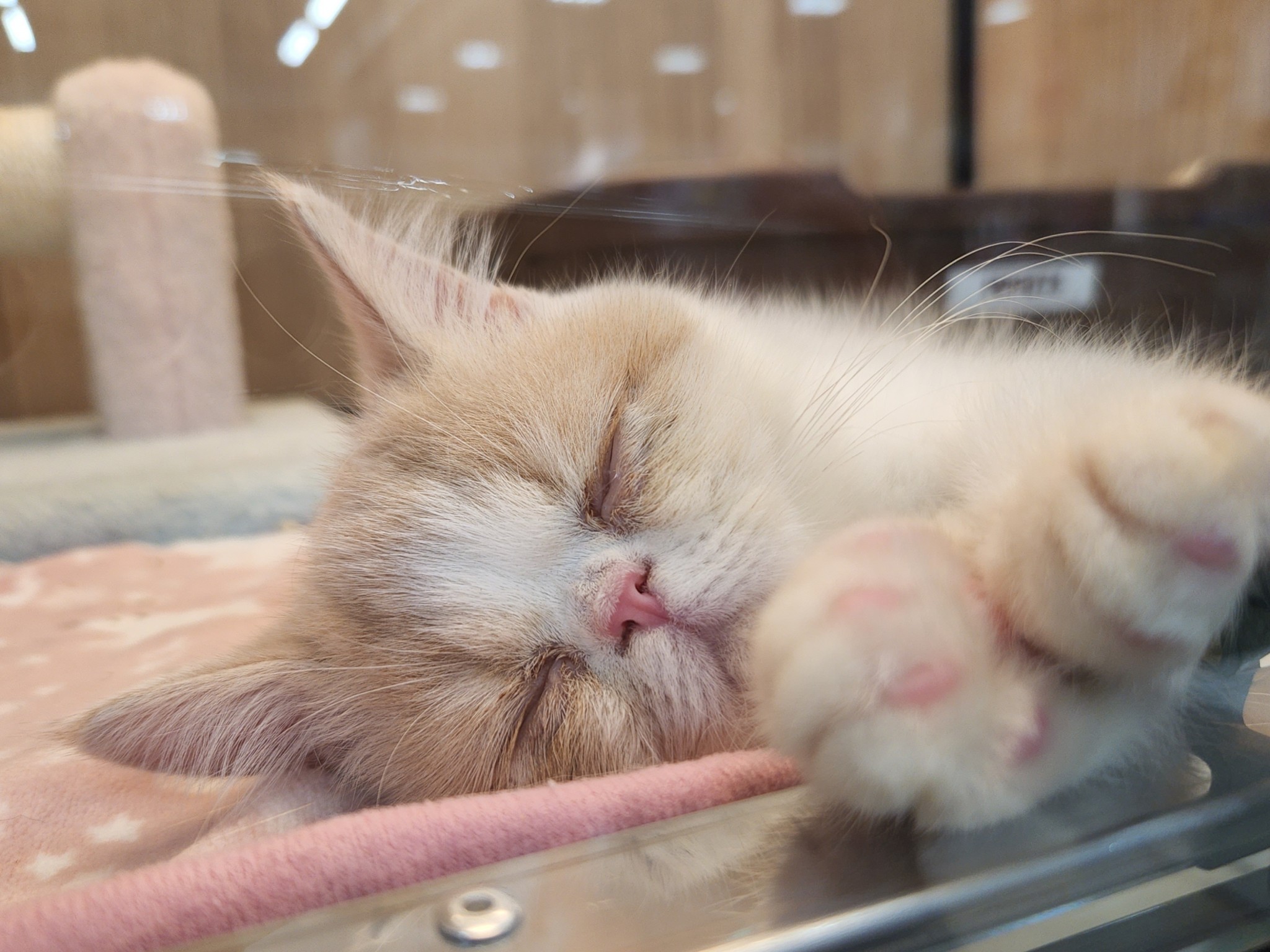 2025年7月5日生まれのエキゾチックの6枚目の写真