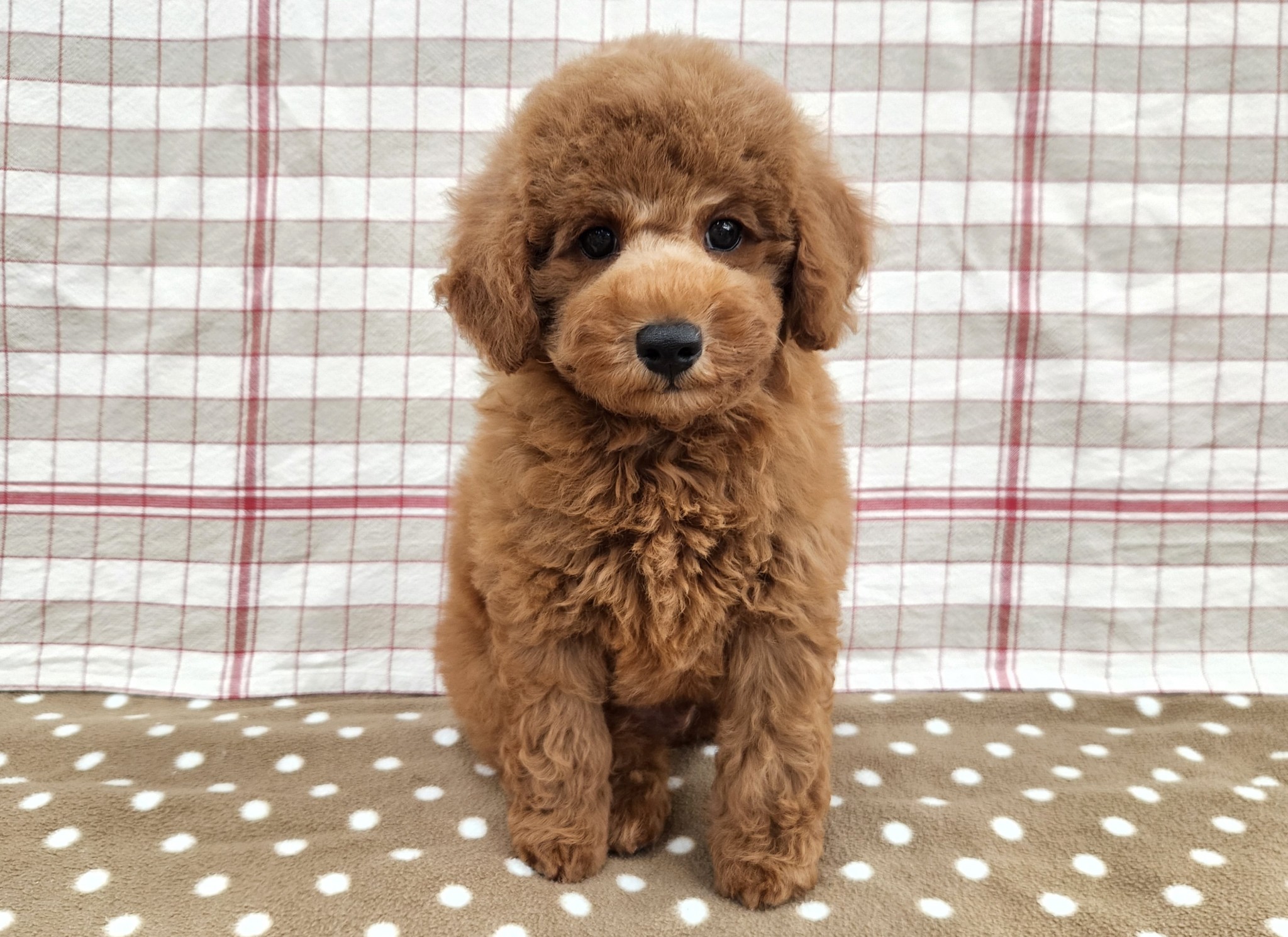 奈良県のトイプードル(トイ) (マルエスペット いかるが店/2025年8月2日生まれ/男の子/レッドフォーン)の子犬の1枚目の画像