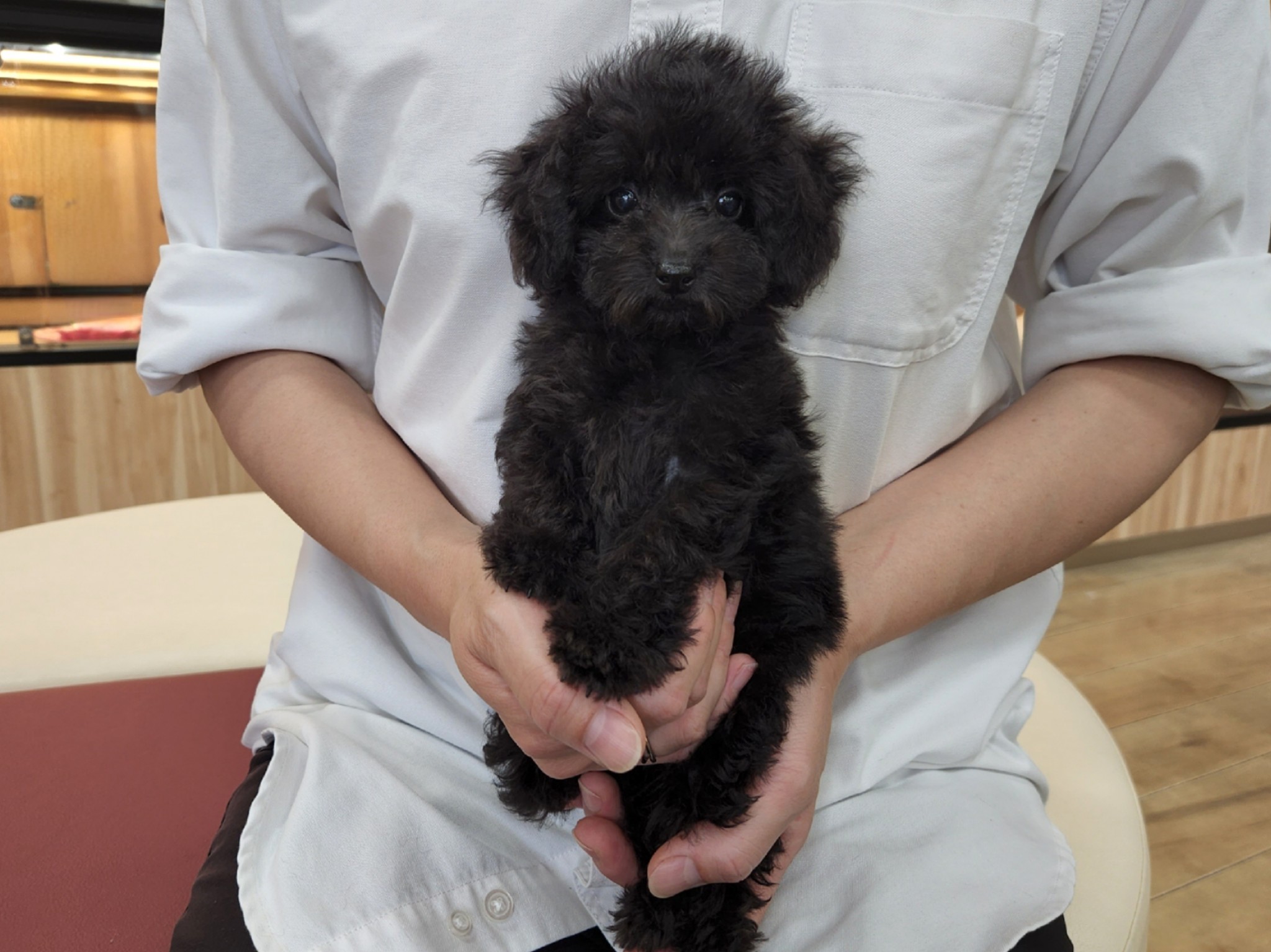 奈良県のトイプードル(トイ) (マルエスペット いかるが店/2025年7月27日生まれ/女の子/ブラック)の子犬の4枚目の画像