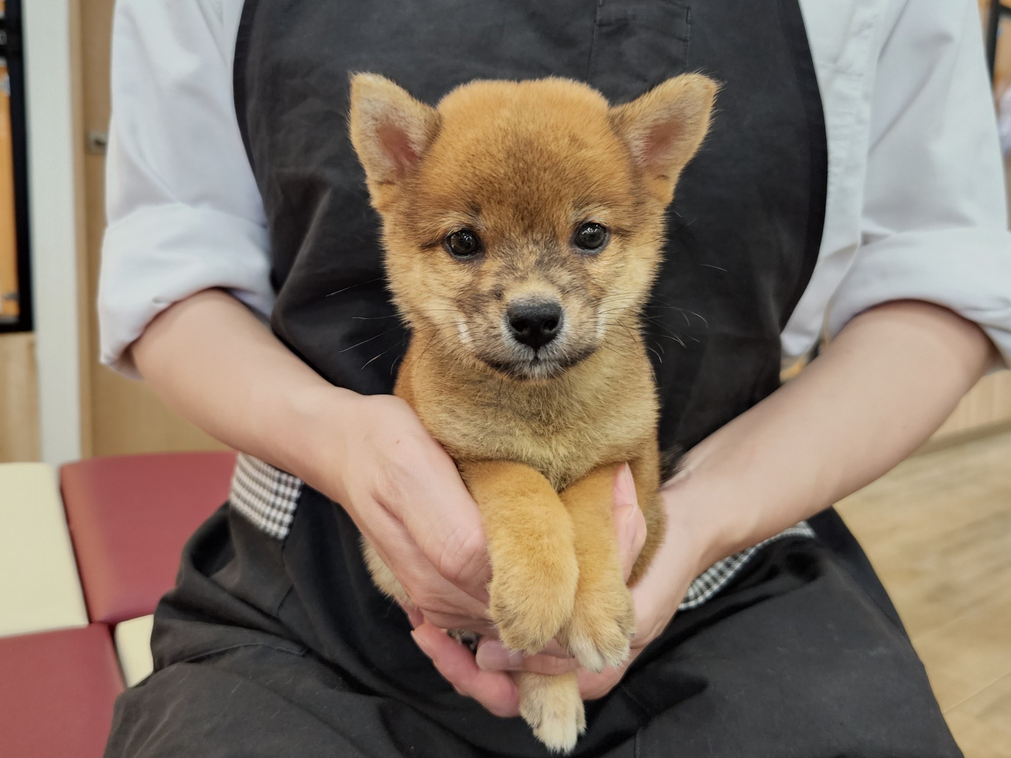 奈良県の柴犬(標準サイズ) (マルエスペット いかるが店/2025年8月1日生まれ/女の子/赤)の子犬の1枚目の画像