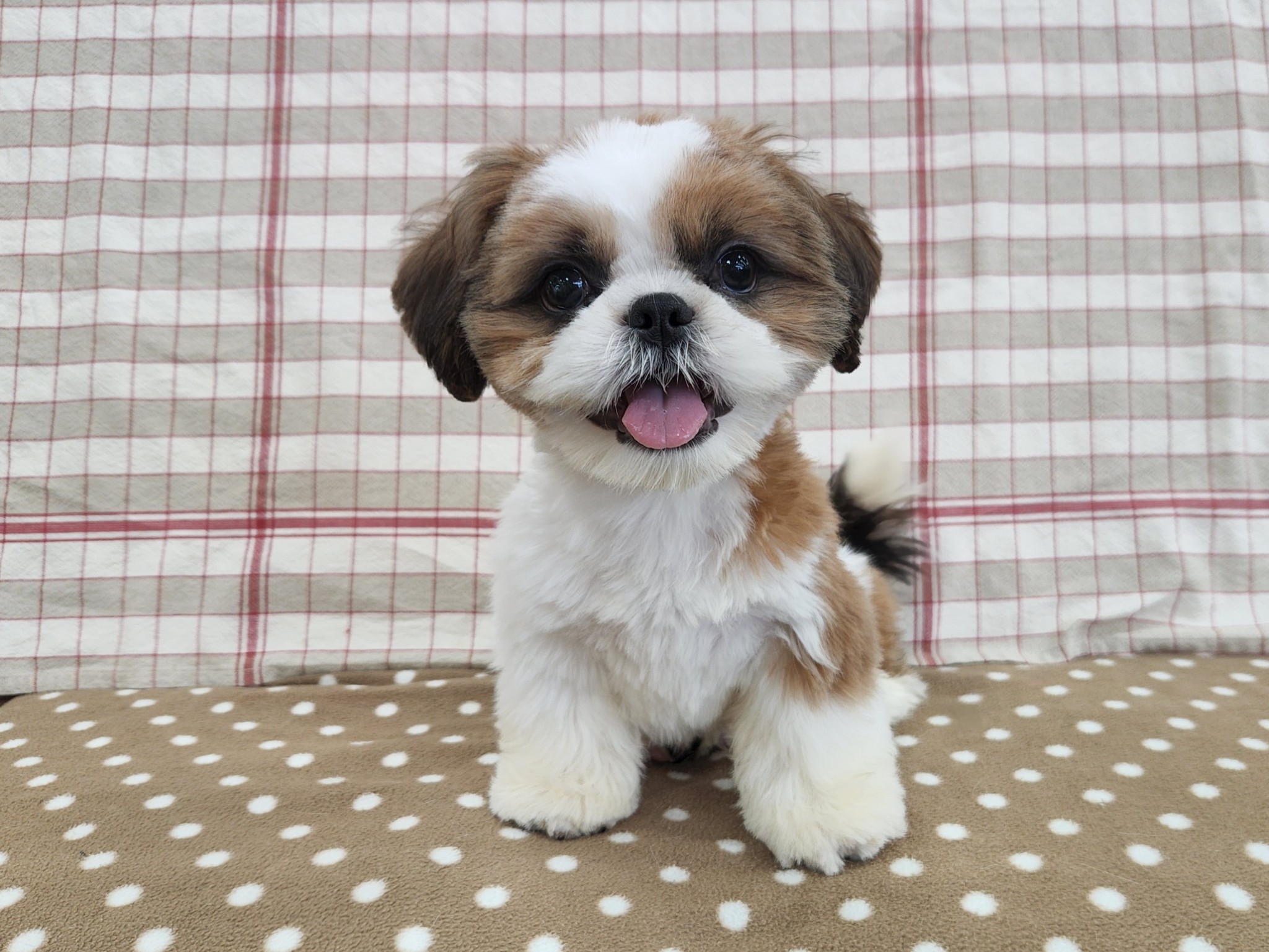 2025年7月13日生まれのシーズーの5枚目の写真