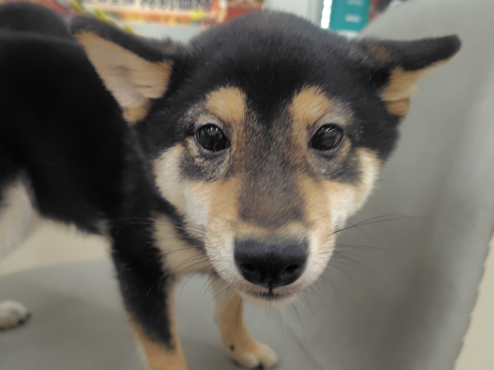 静岡県の豆柴 (マルエスペット清水駒越店/2025年5月25日生まれ/男の子/黒)の子犬の4枚目の画像