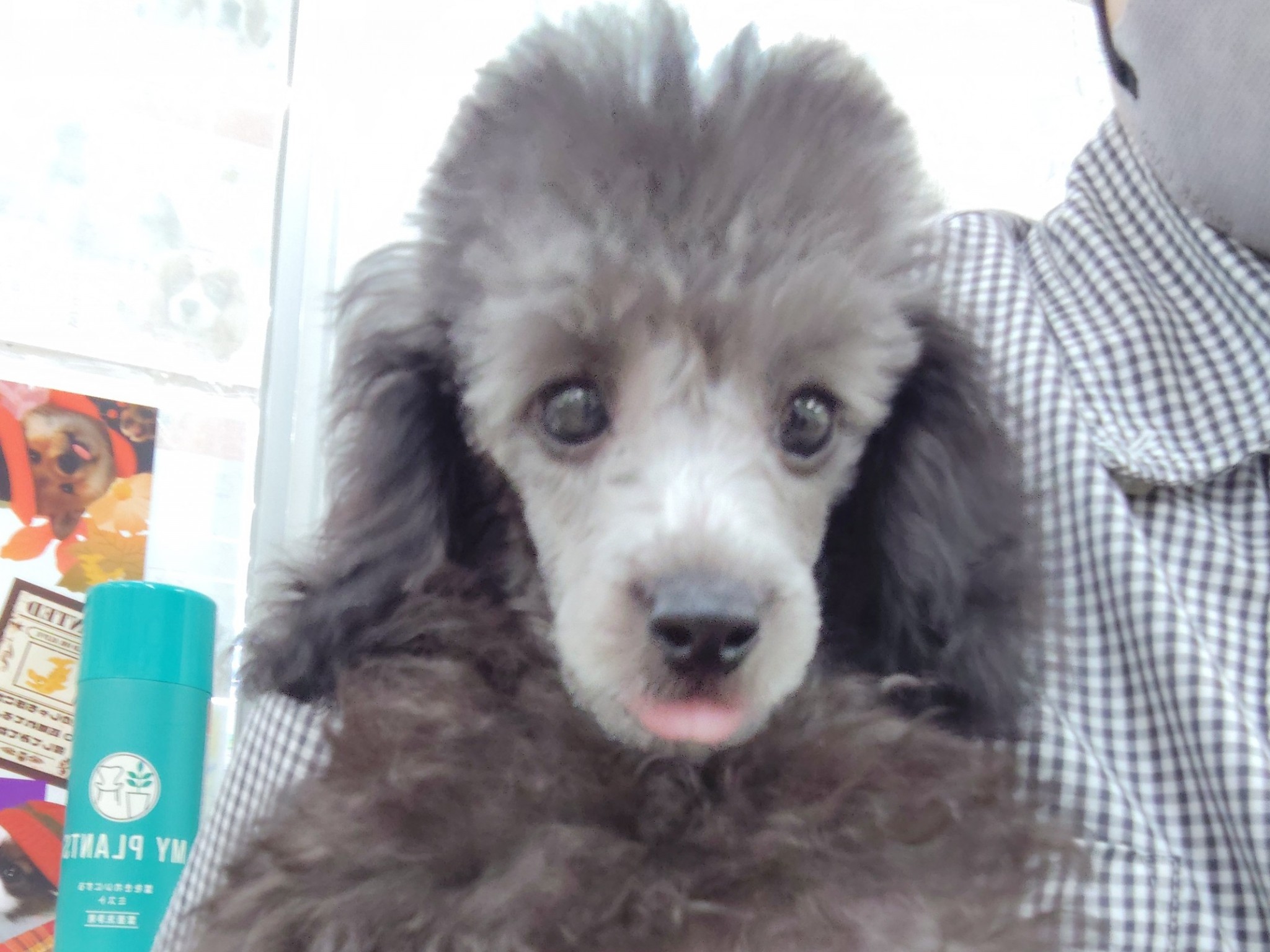 静岡県のトイプードル(トイ) (マルエスペット清水駒越店/2025年7月27日生まれ/男の子/グレー)の子犬の4枚目の画像