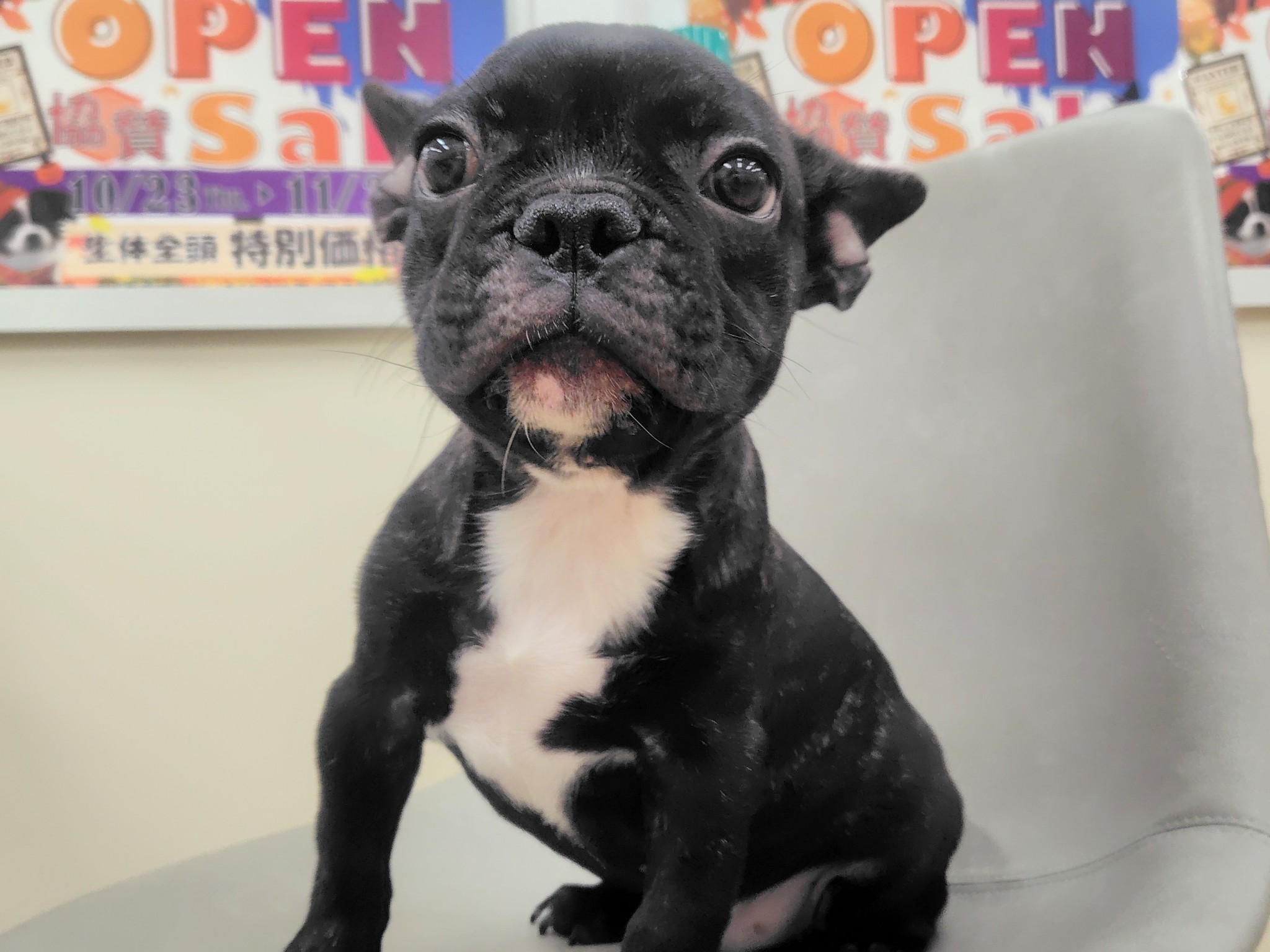 静岡県のフレンチブルドッグ (マルエスペット清水駒越店/2025年7月13日生まれ/男の子/ブリンドルホワイト)の子犬の4枚目の画像