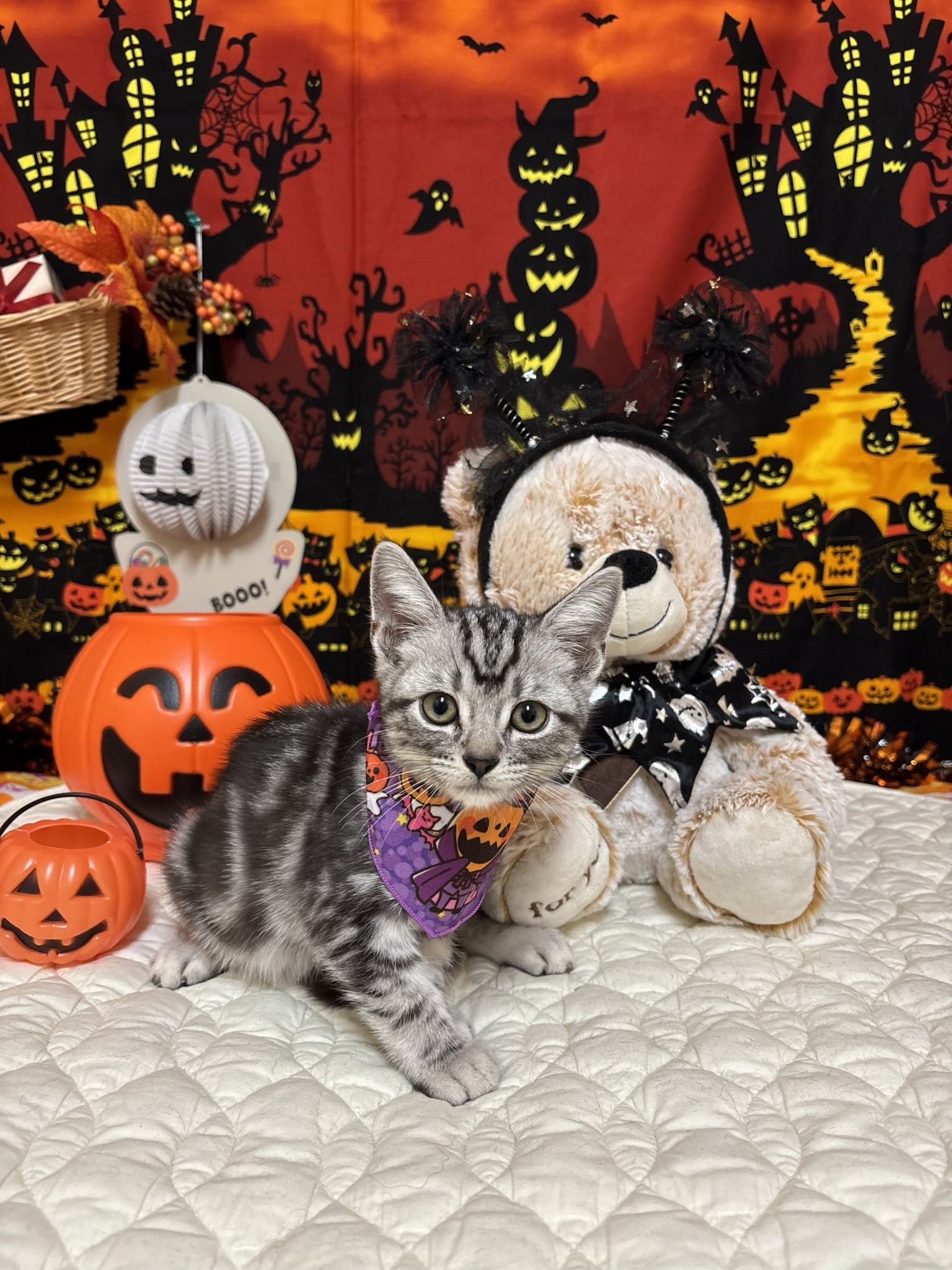 静岡県のアメリカンショートヘアー (マルエスペット富士店/2025年8月17日生まれ/男の子/シルバータビー)の子猫の4枚目の画像